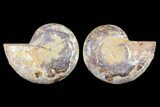 Cut & Polished, Agatized Ammonite Fossil - Jurassic #93527-1